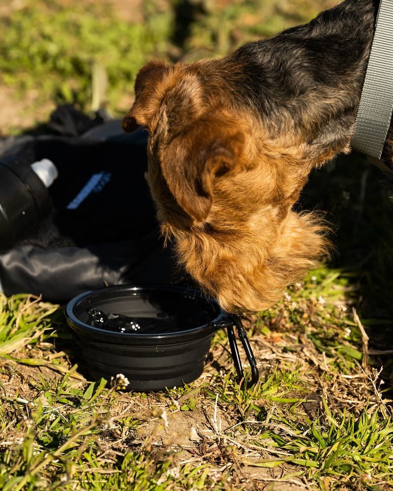 NEIGHBORHOOD 推出 2024 春夏全新寵物用品系列