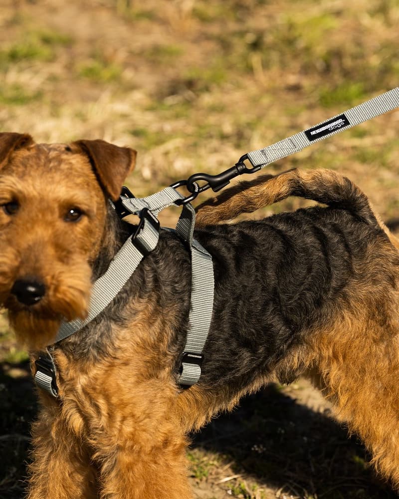 NEIGHBORHOOD 推出 2024 春夏全新寵物用品系列