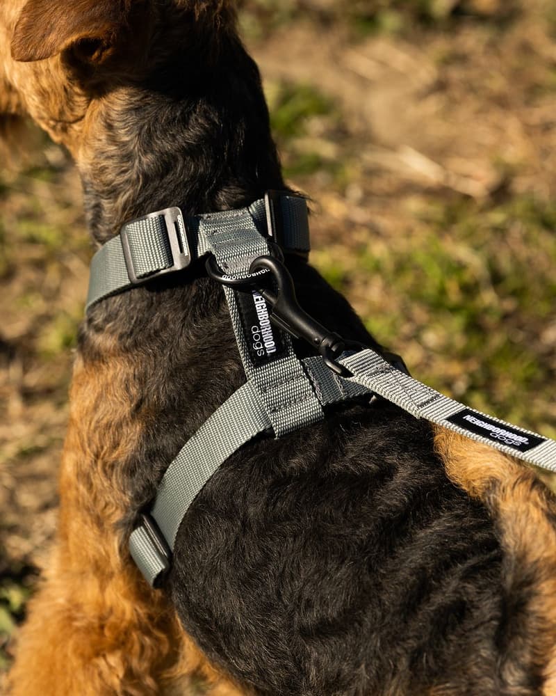 NEIGHBORHOOD 推出 2024 春夏全新寵物用品系列