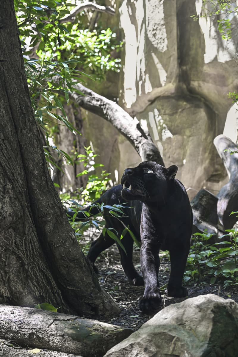 CASETiFY 携手南京红山森林动物园打造合作系列