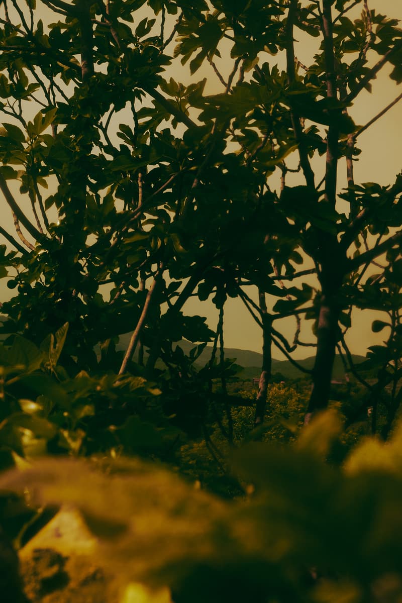 Aesop 推出全新「薇绿」香水