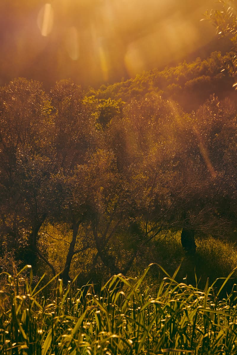 Aesop 推出全新「薇绿」香水