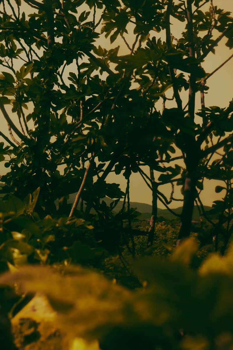 Aesop 推出全新「薇绿」香水