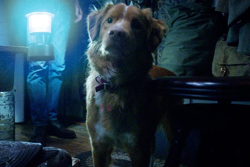 Offizieller Trailer zu Good Boy: Horror komplett aus Hundesicht