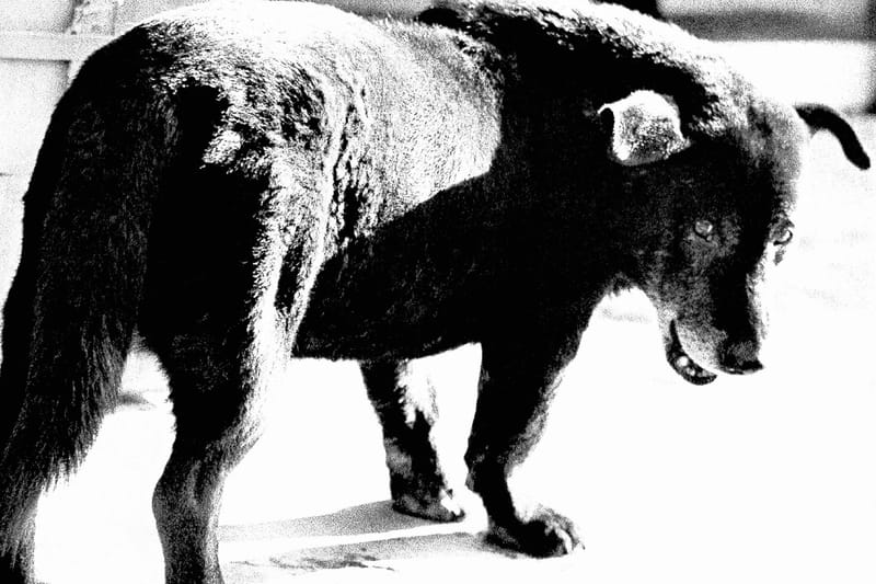 FOTO ARSENAL WIEN zeigt diesen Monat eine der größten Daido-Moriyama-Retrospektiven