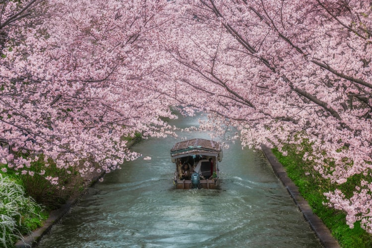 Entdecke Japans neueste Kirschblüten-Prognose 2026