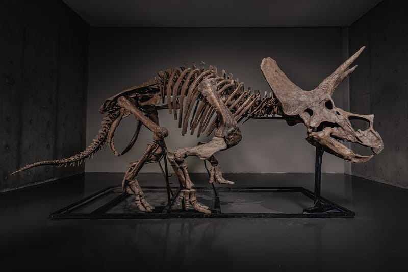Triceratops-Skelett „Trey“ erzielt Rekordpreis von 5,5 Millionen US‑Dollar auf JOOPITER