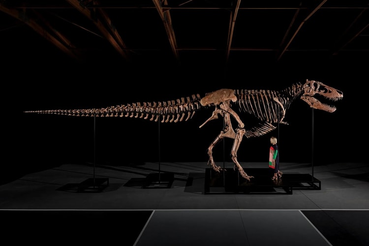 Gus, der T‑Rex, erzielt Rekordpreis von 50,1 Millionen US‑Dollar bei Sotheby’s