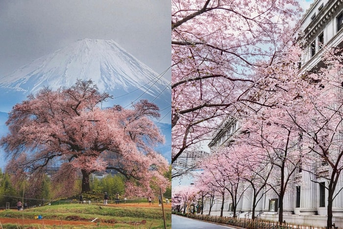 No need to squeeze into crowded parks: 3 cherry blossom hotels in Tokyo and Karuizawa, with private rickshaws and cloud-high mountain walks for the most poetic spring magic