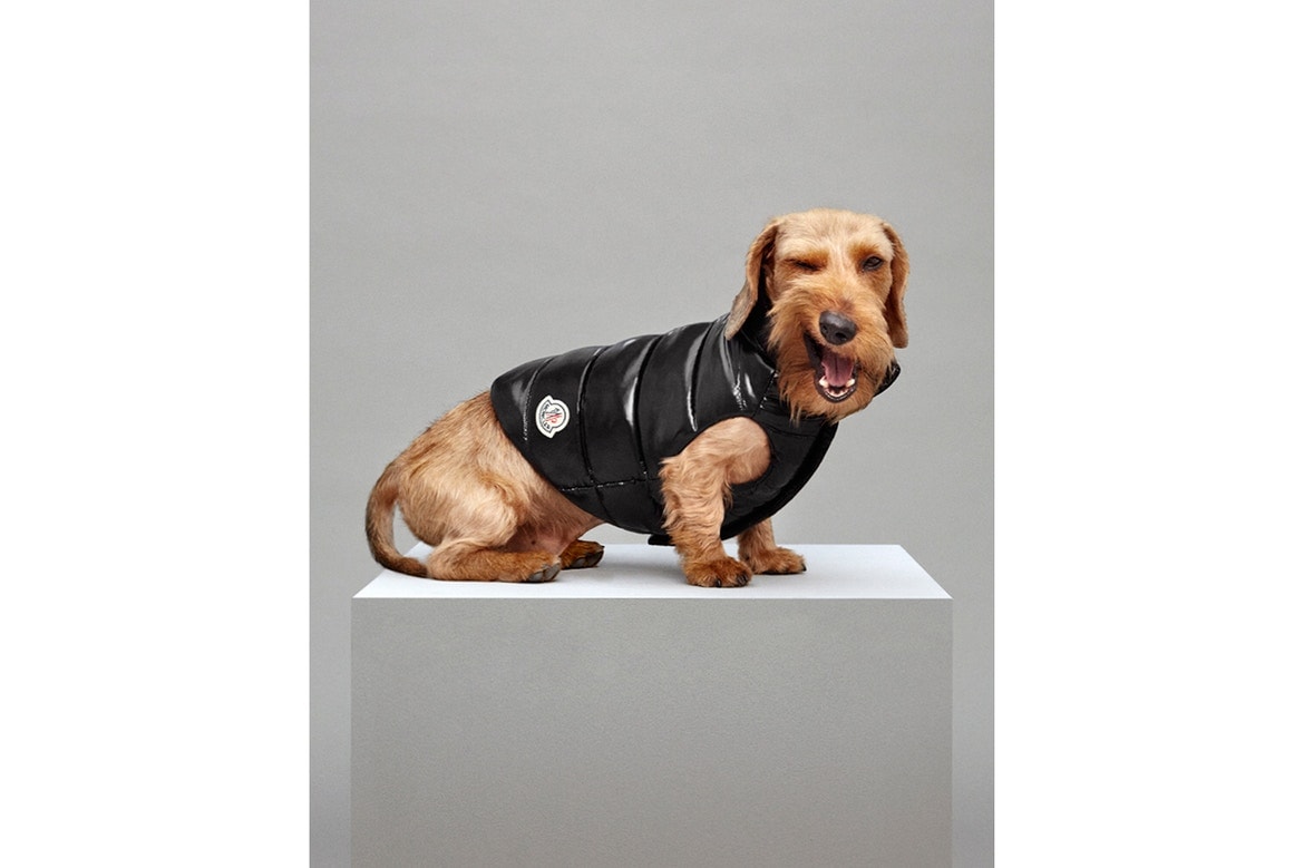 Le Mondog une doudoune pour chien par Moncler en nylon laqué