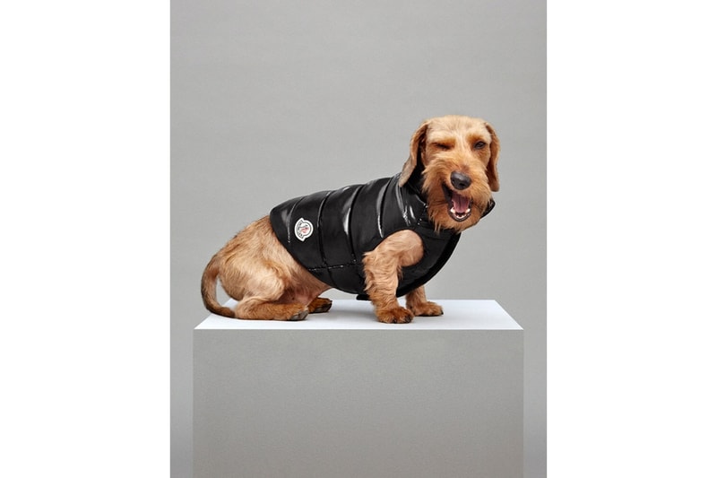 Le Mondog une doudoune pour chien par Moncler en nylon laqué