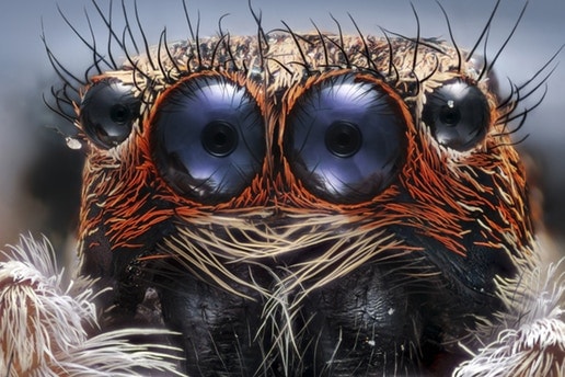 Les Photos Du Concours Macro Nikon 2017 Nous Plongent Dans Un Monde Étrange