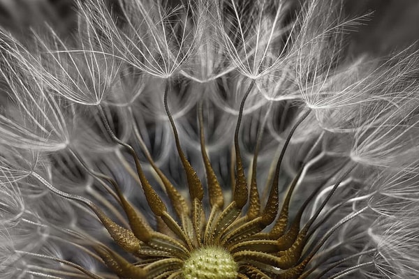 Photos Concours Macro Nikon 2017