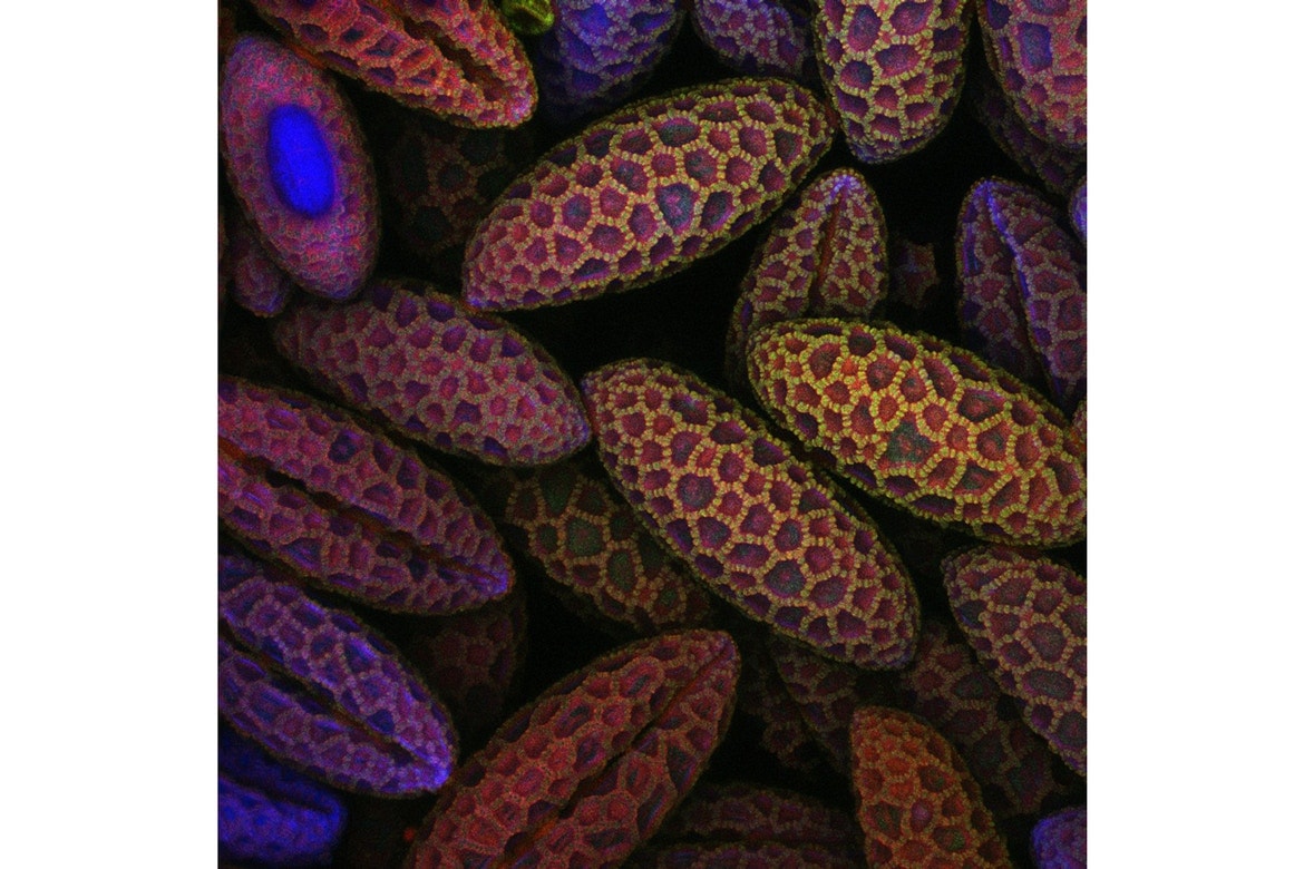 Photos Concours Macro Nikon 2017