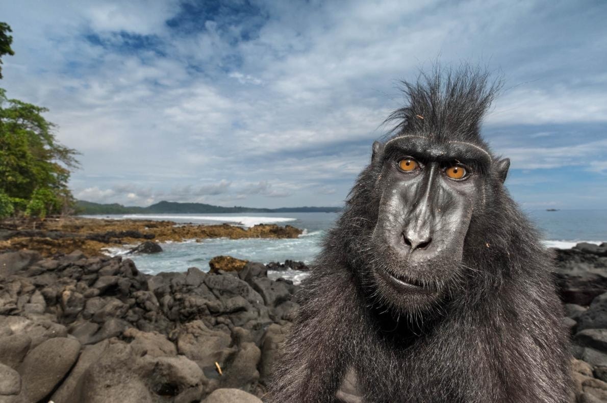 Photo National Geographic Alpiculteur Sur Une Échelle En Bambou