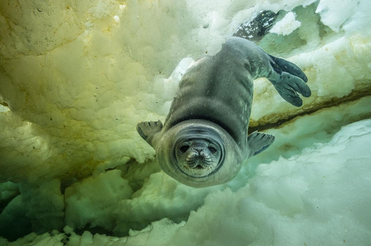 Photo National Geographic Alpiculteur Sur Une Échelle En Bambou