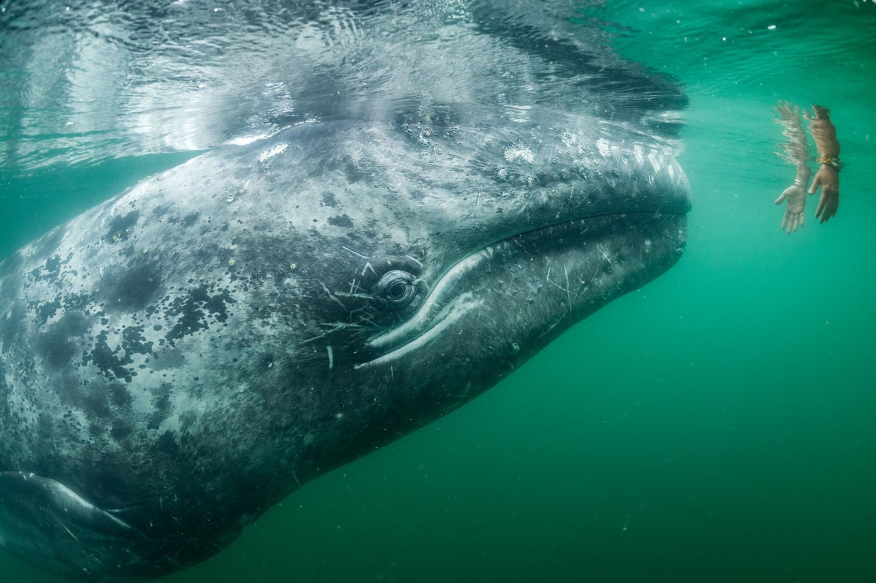 Photo National Geographic Alpiculteur Sur Une Échelle En Bambou