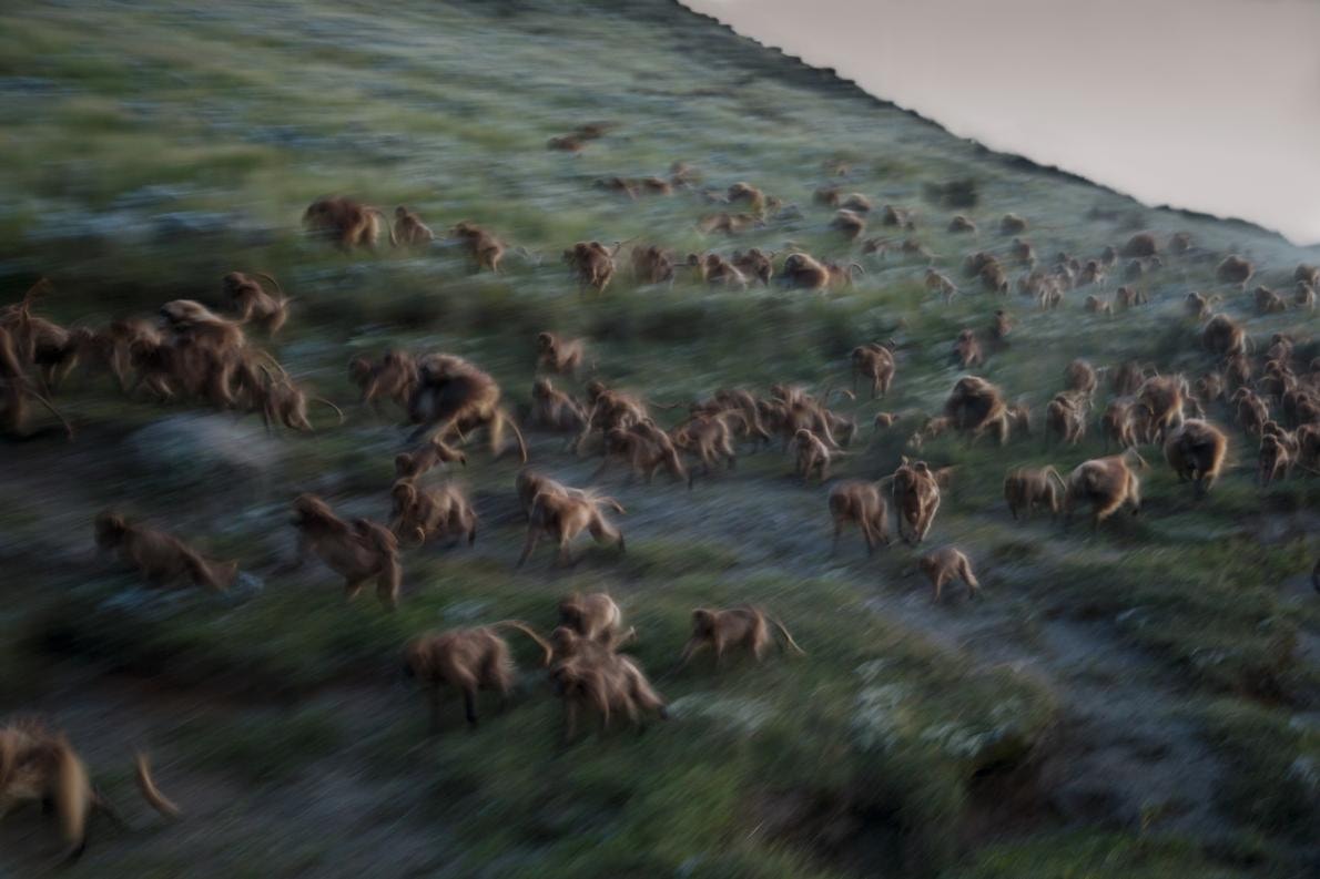 Photo National Geographic Alpiculteur Sur Une Échelle En Bambou