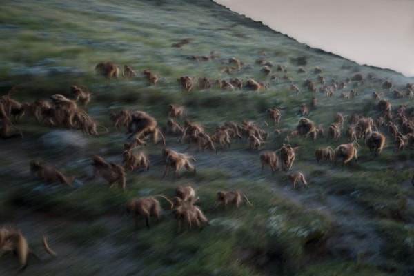 Photo National Geographic Alpiculteur Sur Une Échelle En Bambou