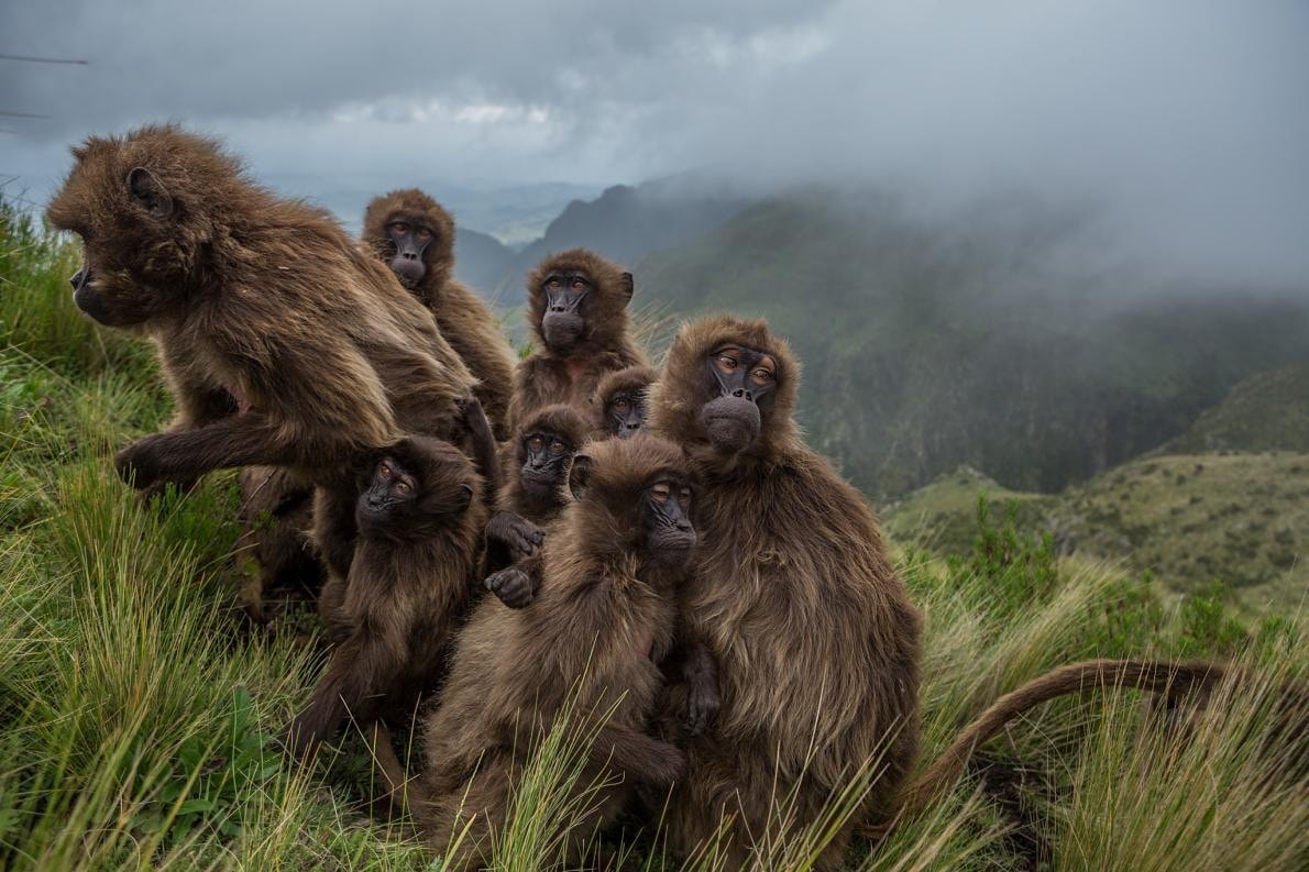 Photo National Geographic Alpiculteur Sur Une Échelle En Bambou
