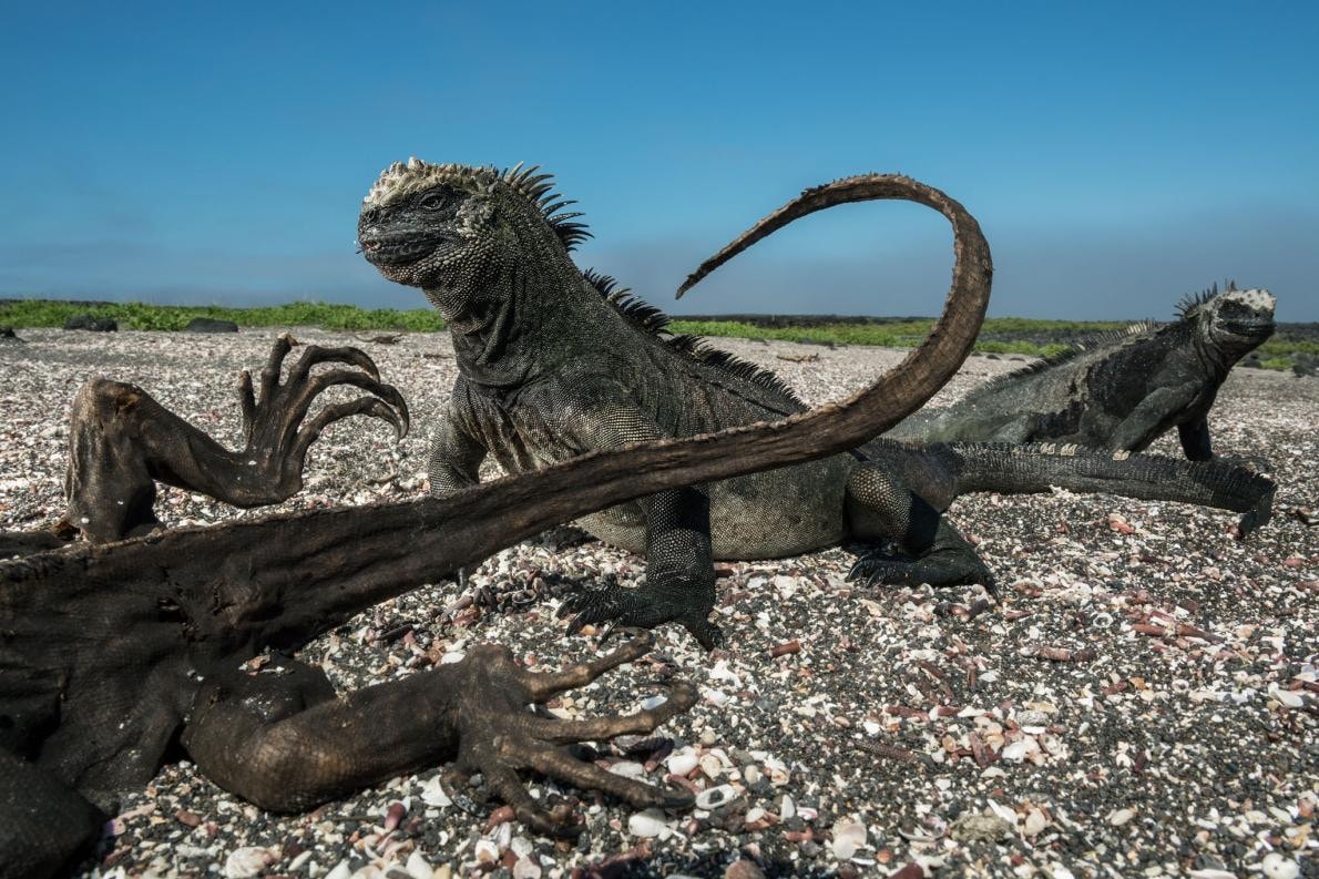 Photo National Geographic Alpiculteur Sur Une Échelle En Bambou