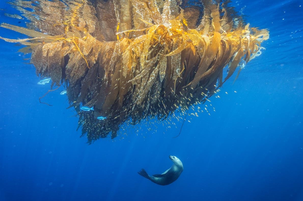Photo National Geographic Alpiculteur Sur Une Échelle En Bambou