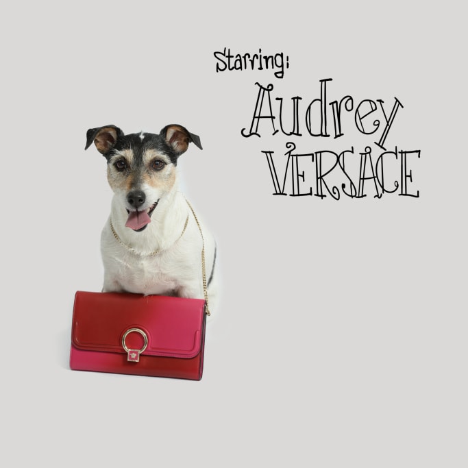 Donatella Versace Collection Capsule Chien Jack Russel Audrey Chinese New Year Nouvel An Chinois