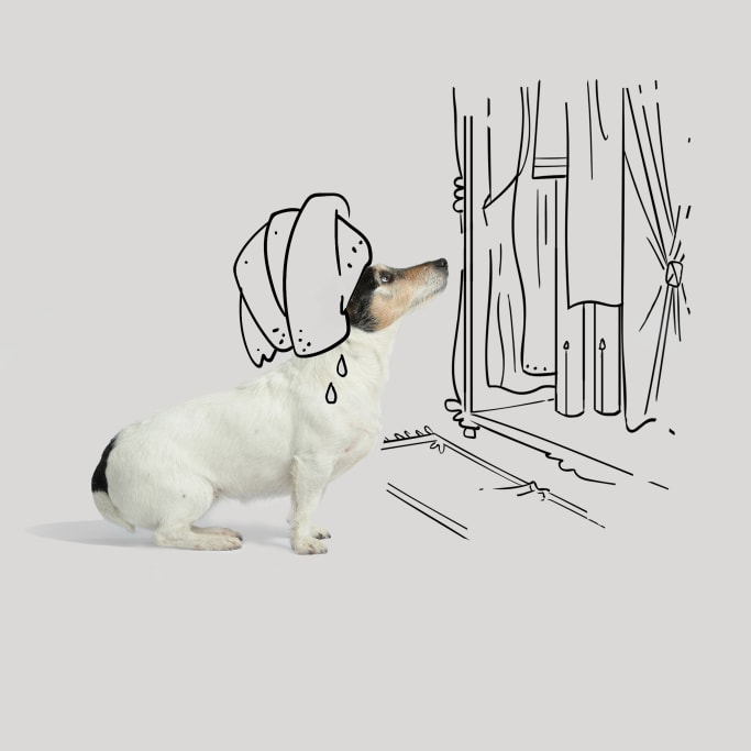 Donatella Versace Collection Capsule Chien Jack Russel Audrey Chinese New Year Nouvel An Chinois