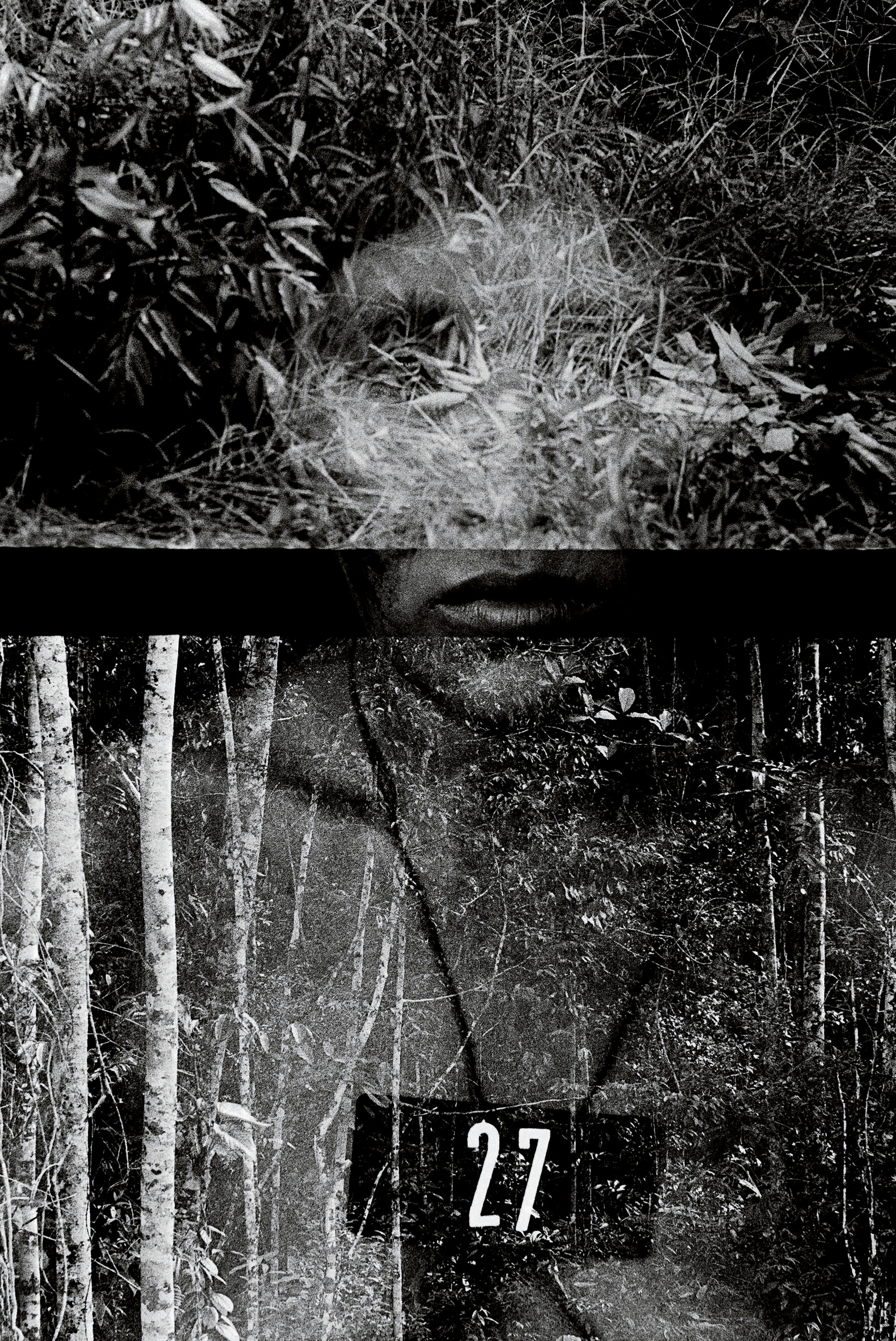 Fondation Cartier Claudia Andujar exposition