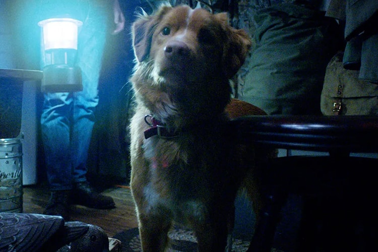 La bande-annonce de Good Boy dévoile un film d’horreur entièrement vu par un chien