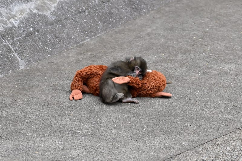 Punch, le bébé singe viral, est la star du nouveau jeu « Zoo Fighter »