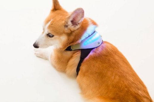 愛犬之人務必留意-INUPATHY 犬隻精神狀態顯示裝置