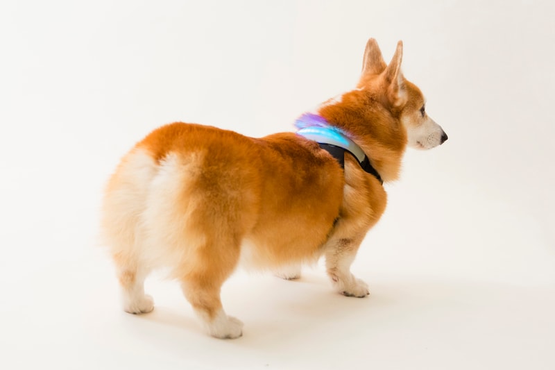 愛犬之人務必留意－INUPATHY 犬隻精神狀態顯示裝置