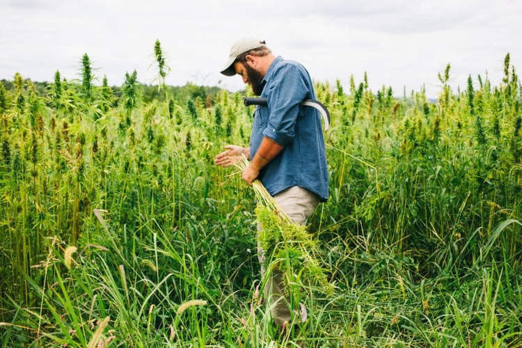 Patagonia 紀錄片《Harvesting Liberty》支持工業用大麻種植合法化