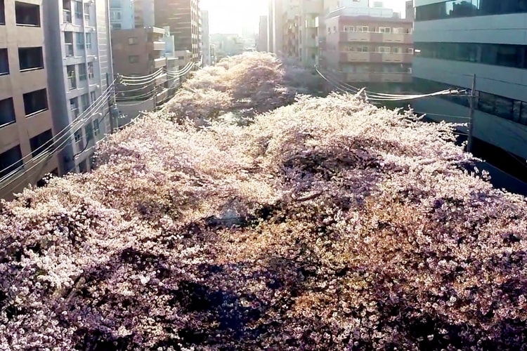 鳥瞰目黒川櫻花盛放之美景