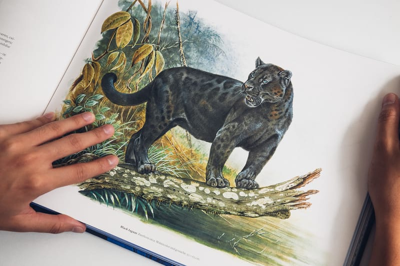 Hermès 背後的天才畫師－Robert Dallet 之貓科動物魅力