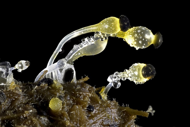 Nikon Small World 比賽