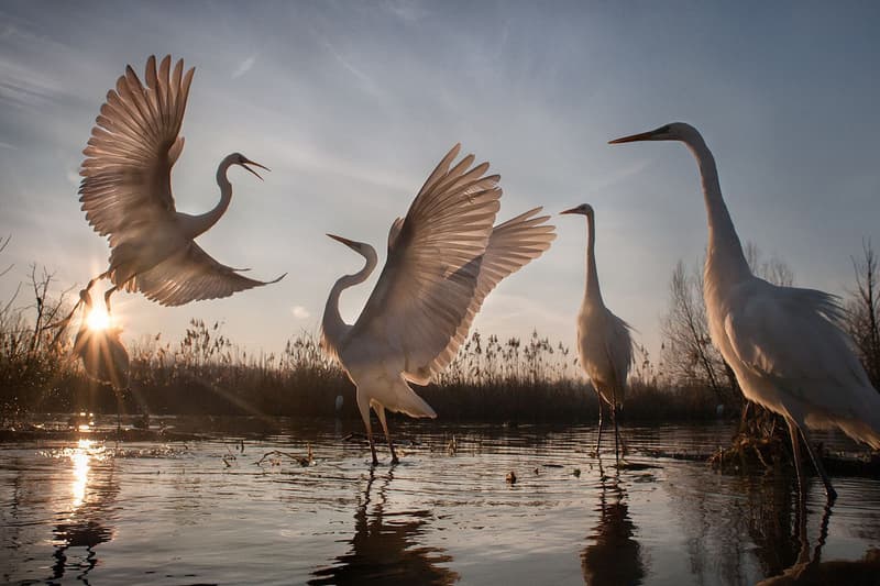 national geographic 2016 nature photographer contest