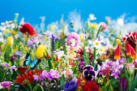 蜷川實花最新個展「earthly flowers, heavenly colors」東京開催