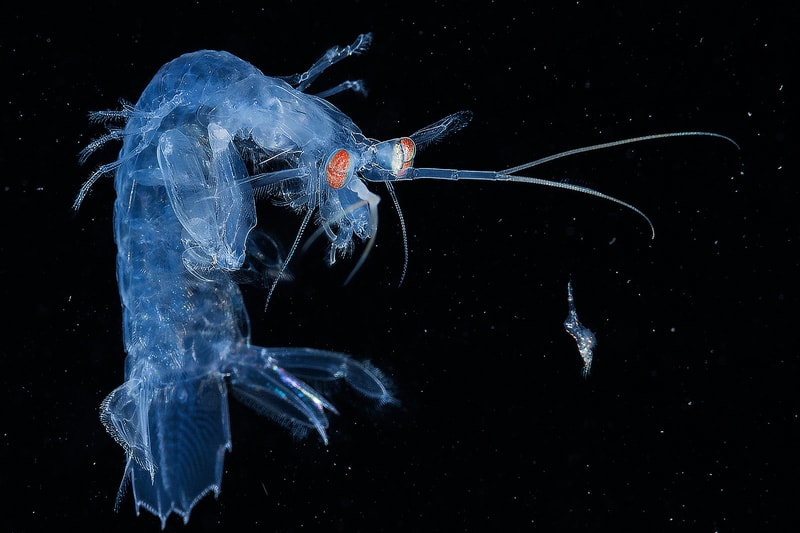 2017 年度「Underwater Photographer of the Year」水底攝影獲獎作品公佈
