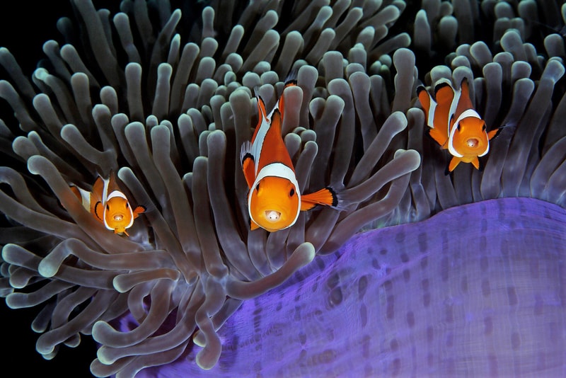 2017 年度「Underwater Photographer of the Year」水底攝影獲獎作品公佈
