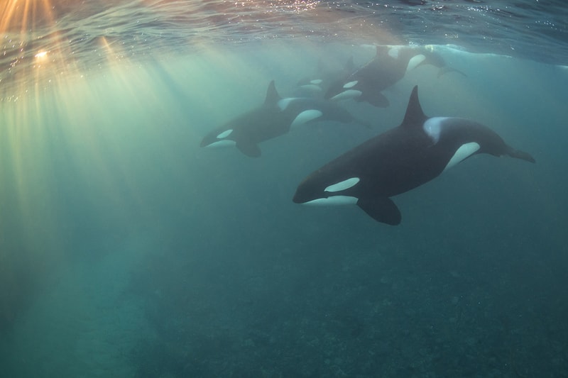 2017 年度「Underwater Photographer of the Year」水底攝影獲獎作品公佈
