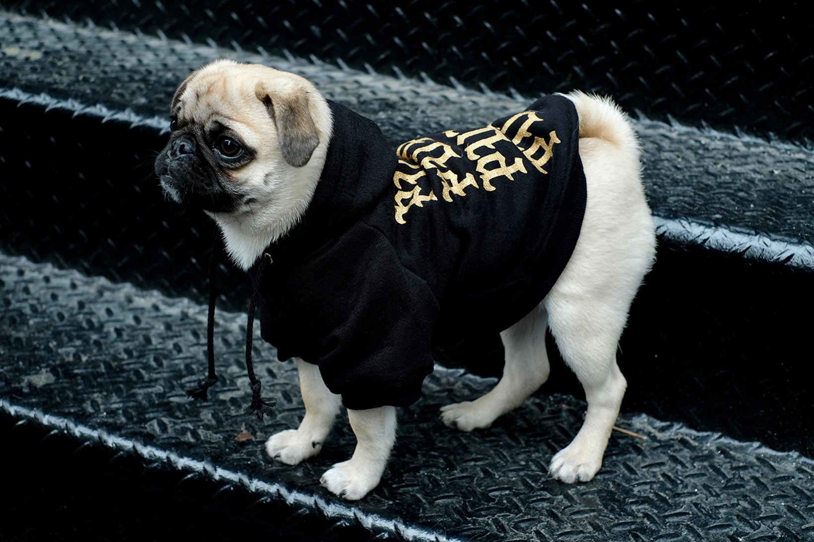 寵物街服 Pawkier 期間限定店開催 – 為愛犬配襯最潮打扮