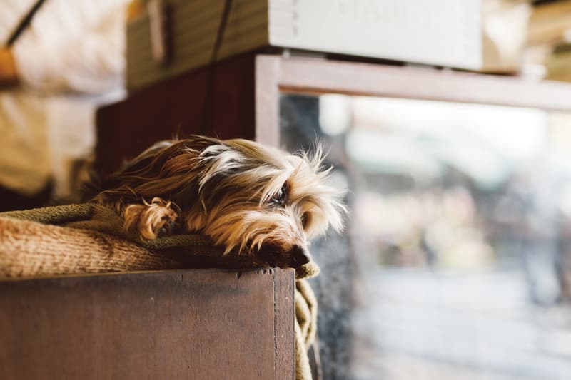 人與犬的生活風景 - 濱田英明攝影展「ONE DAY LIFE WITH A DOG」小器藝廊登場