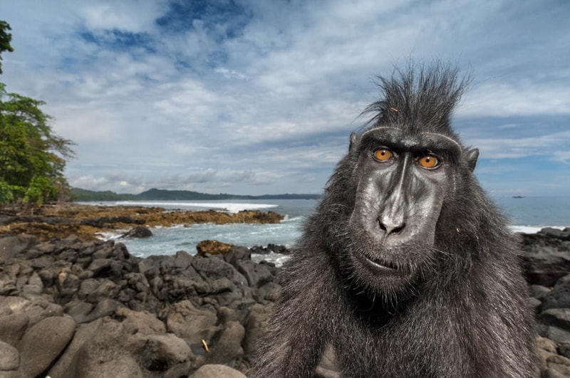 《National Geographic》公佈 2017 年度最佳攝影作品