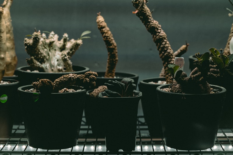 塊根植物入門！建構蝸居中之人氣塊根植物大觀園
