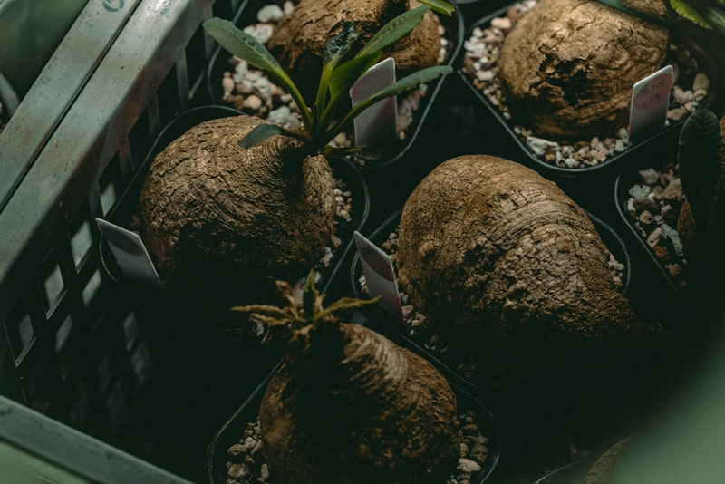 塊根植物入門！建構蝸居中之人氣塊根植物大觀園