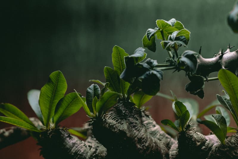 塊根植物入門!建構蝸居中之人氣塊根植物大觀園