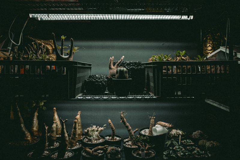 塊根植物入門！建構蝸居中之人氣塊根植物大觀園
