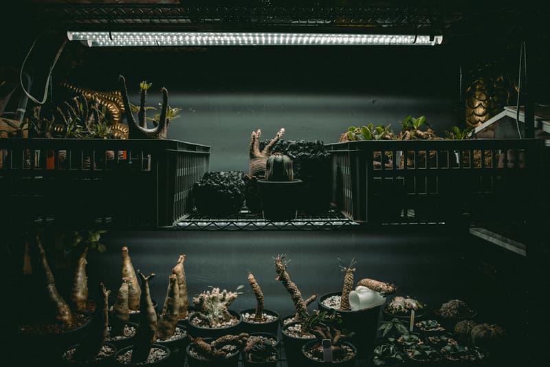塊根植物入門!建構蝸居中之人氣塊根植物大觀園